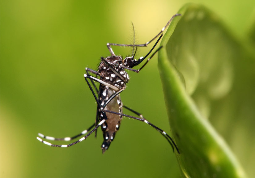 Google lại muốn diệt sạch loài muỗi