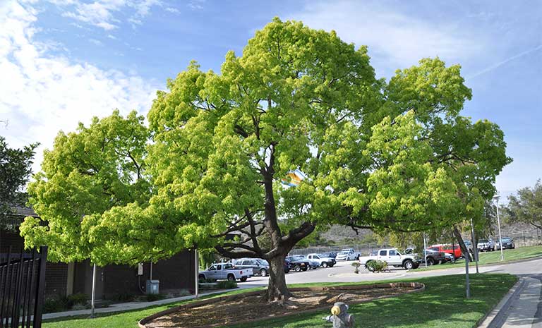 Cây Long Não là cây ưa sáng, ưa khí hậu ấm và ẩm, nhiệt độ phù hợp nhất để cây phát triển là khoảng 15-20 độ