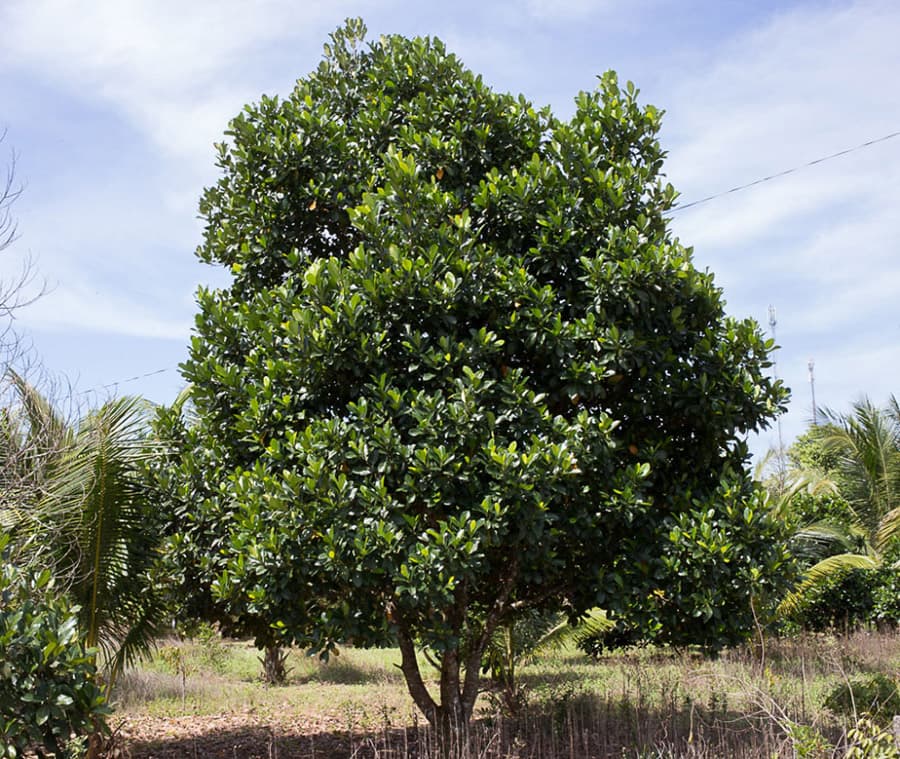 Cây mít thuộc loại cây gỗ nhỡ cao từ 8 đến 15m được coi là loại cây ăn trái với quả chín lớn nhất lớn trong các loài thảo mộc