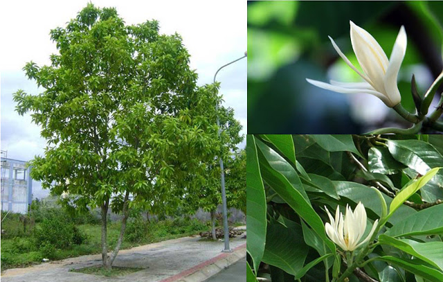 Cây ngọc lan ta là loại cây công trình xanh quanh năm được ưa chuộng nhờ mùi thơm dễ chịu từ hoa.