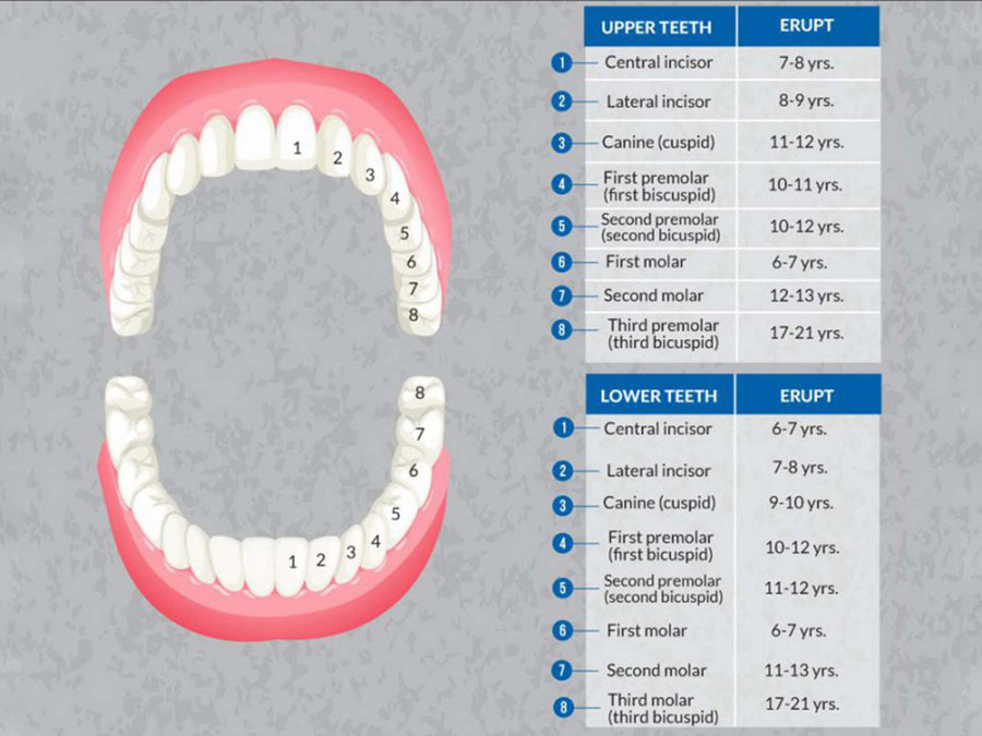 Con người có bao nhiêu cái răng và quá trình mọc răng