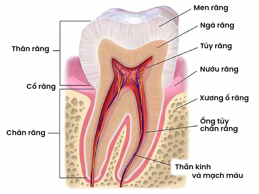 Chi tiết cấu tạo răng của con người